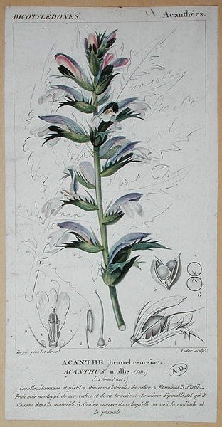 Acanthus Mollis, c.1820 (renkli gravür) by Pierre Jean Francois (after) Turpin