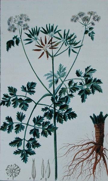 François Pierre Chaumeton (1775-1819) tarafından 
