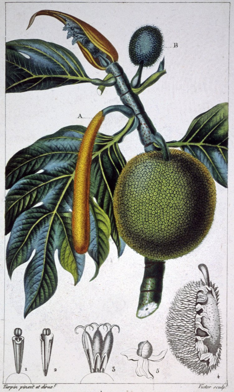 ekmek meyve by Pierre Jean Francois (after) Turpin