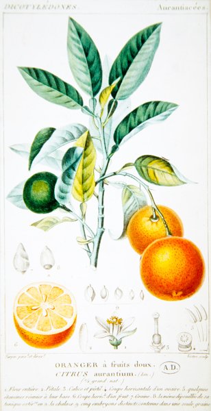 Citrus Aurantium veya Seville Orange, c.1820 (renkli gravür) by Pierre Jean Francois (after) Turpin