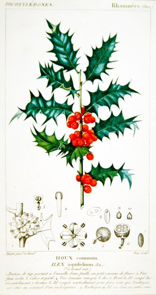 Holly (Ilex aquifolium) botanik levha, c.1820 (renkli taş) by Pierre Jean Francois (after) Turpin