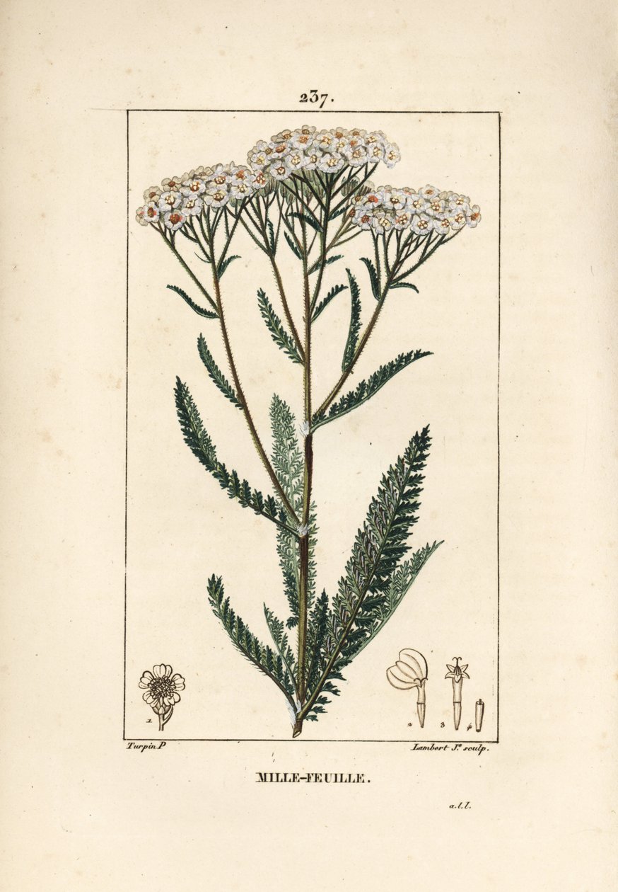 Achillee civanperçemi - Civanperçemi, Achillea millefolium. Chaumeton, Poiret ve Chamberet