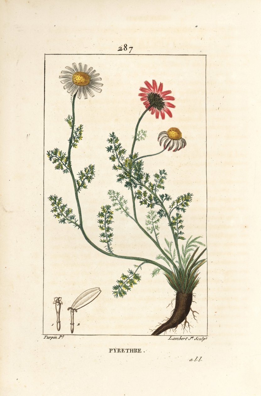 Afrika Pyrethrum - İspanya Pellitory, Anthemis pyrethrum (Anacyclus pyrethrum) çiçekler, yaprak, sap ve kökler ile. Chaumeton, Poiret ve Cham
