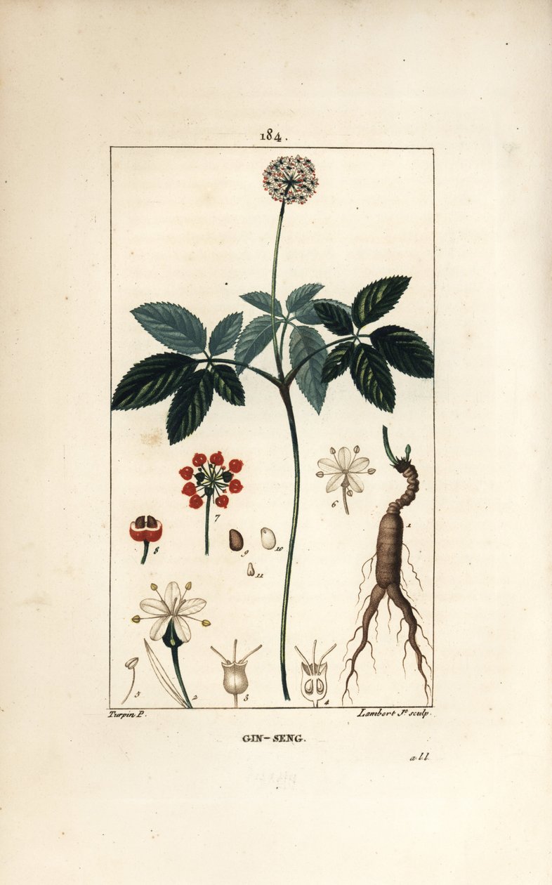 Amerikan ginseng ou a cinq broşürleri - Ginseng, Panax quinquefolium, çiçek, yaprak, tohum ve kök ile. Chaumeton, Poiret ve Chamberet