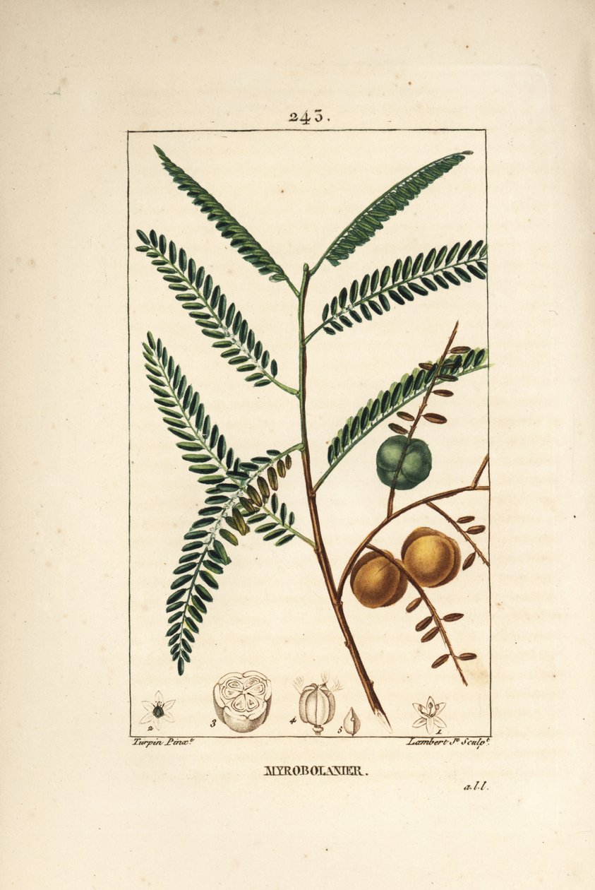 Amla (amala, amalaki), nepal veya Hint frenk üzümü, myrobolan emblique - Nepal veya Hint bektaşi üzümü, Phyllanthus emblica, yaprak, meyve ve tohum. Pierre Jean-Francois Turpin
