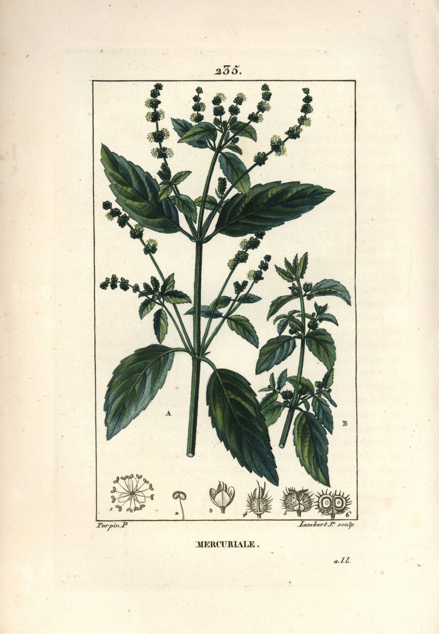 Yıllık Mercuriale - Mercurial, Mercurialis annua. Chaumeton, Poiret ve Chamberet