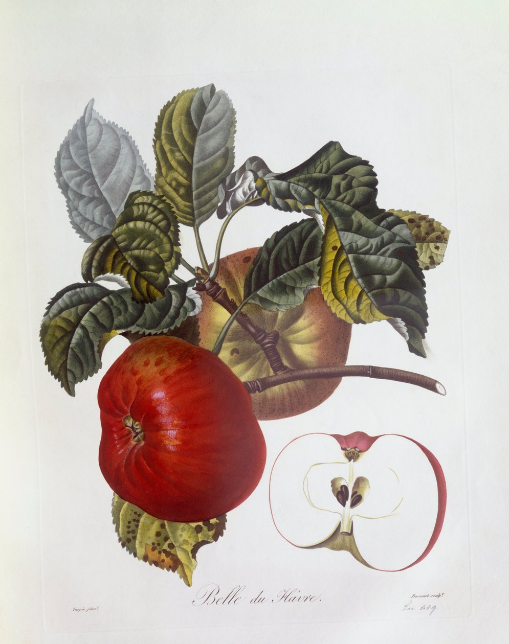 Elma "Belle du Havre", Henry Louis Duhamel du Monceau, Pierre Jean Francois Turpin tarafından botanik plaka by Pierre Jean Francois Turpin