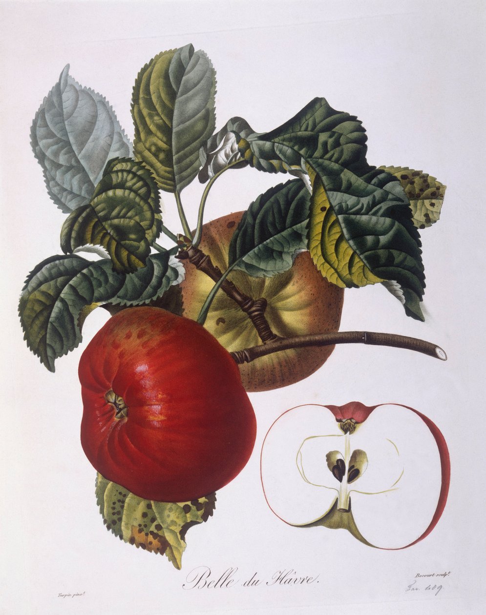 Elma "Belle du Havre" Henry Louis Duhamel du Monceau, Pierre Jean Francois Turpin tarafından botanik plaka by Pierre Jean Francois Turpin
