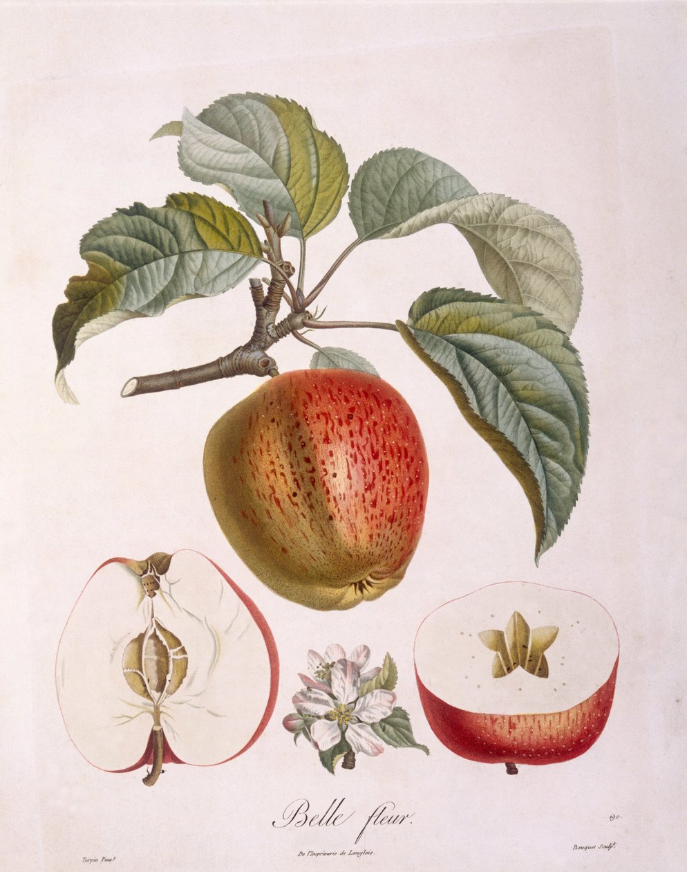 Elma "Belle fleur" Henry Louis Duhamel du Monceau, Pierre Jean Francois Turpin tarafından botanik plaka by Pierre Jean Francois Turpin