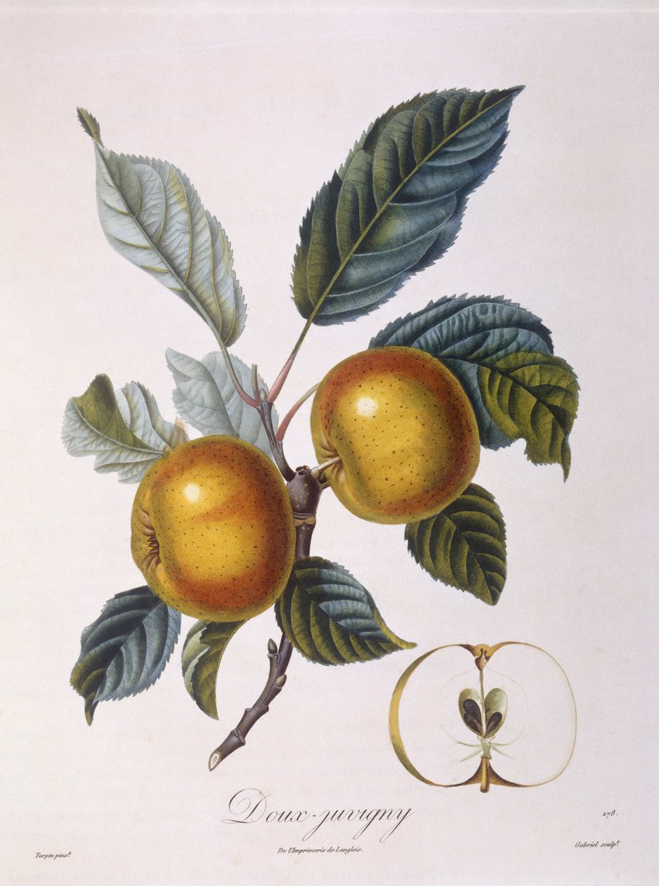Elma "Doux-Juvigny" Henry Louis Duhamel du Monceau, Pierre Jean Francois Turpin tarafından botanik plaka by Pierre Jean Francois Turpin