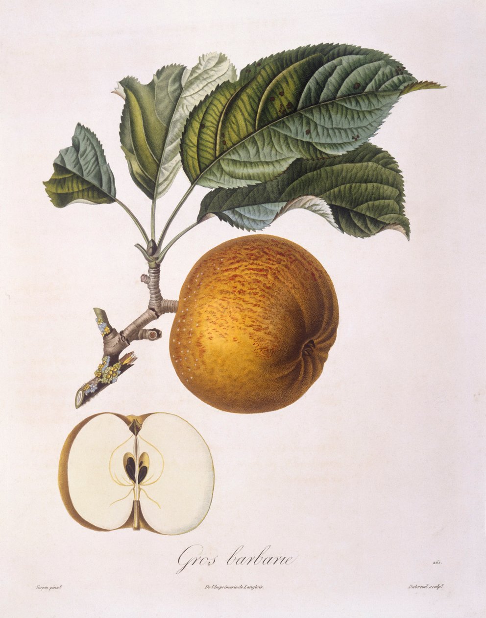 Elma "Gros barbarie" Henry Louis Duhamel du Monceau, Pierre Jean Francois Turpin tarafından botanik plaka by Pierre Jean Francois Turpin