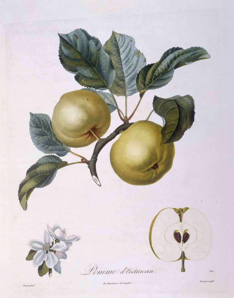 Elma "Pomme d