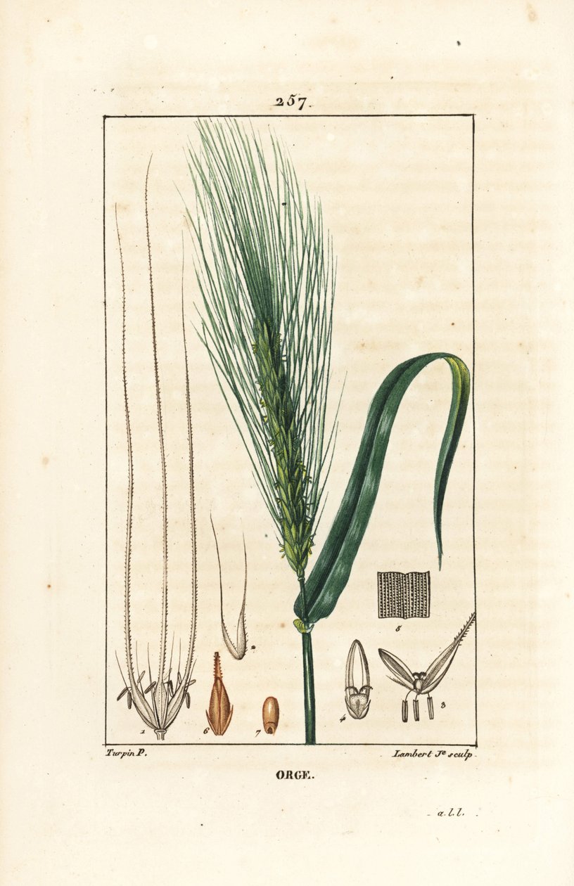 Arpa - Arpa, Hordeum vulgare, sap, yaprak ve tohum başaklarını gösterir. Chaumeton, Poiret ve Chamberet