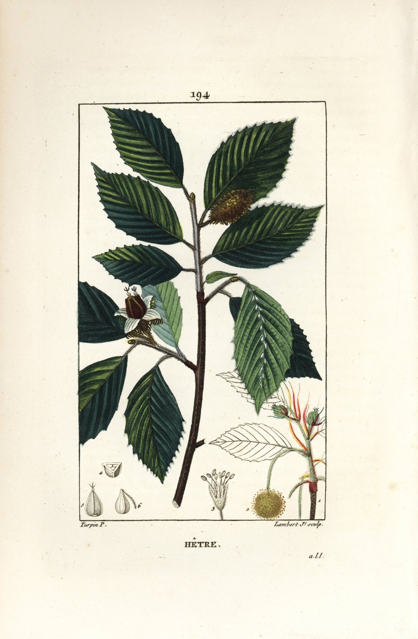 Kayın ağacı, Fagus sylvatica. Chaumeton, Poiret ve Chamberet