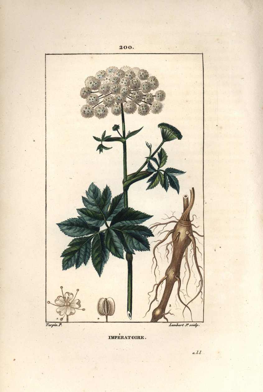 Benzoin veya imperatoire - Masterwort, Imperatoria ostruthium, çiçek, yaprak ve kök ile. Chaumeton, Poiret ve Chamberet