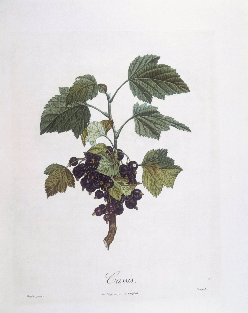 Frenk üzümü (Ribes nigrum) veya frenk üzümü Noir de Bourgogne Henry Louis Duhamel du Monceau, Pierre Jean Francois Turpin tarafından botanik plaka by Pierre Jean Francois Turpin