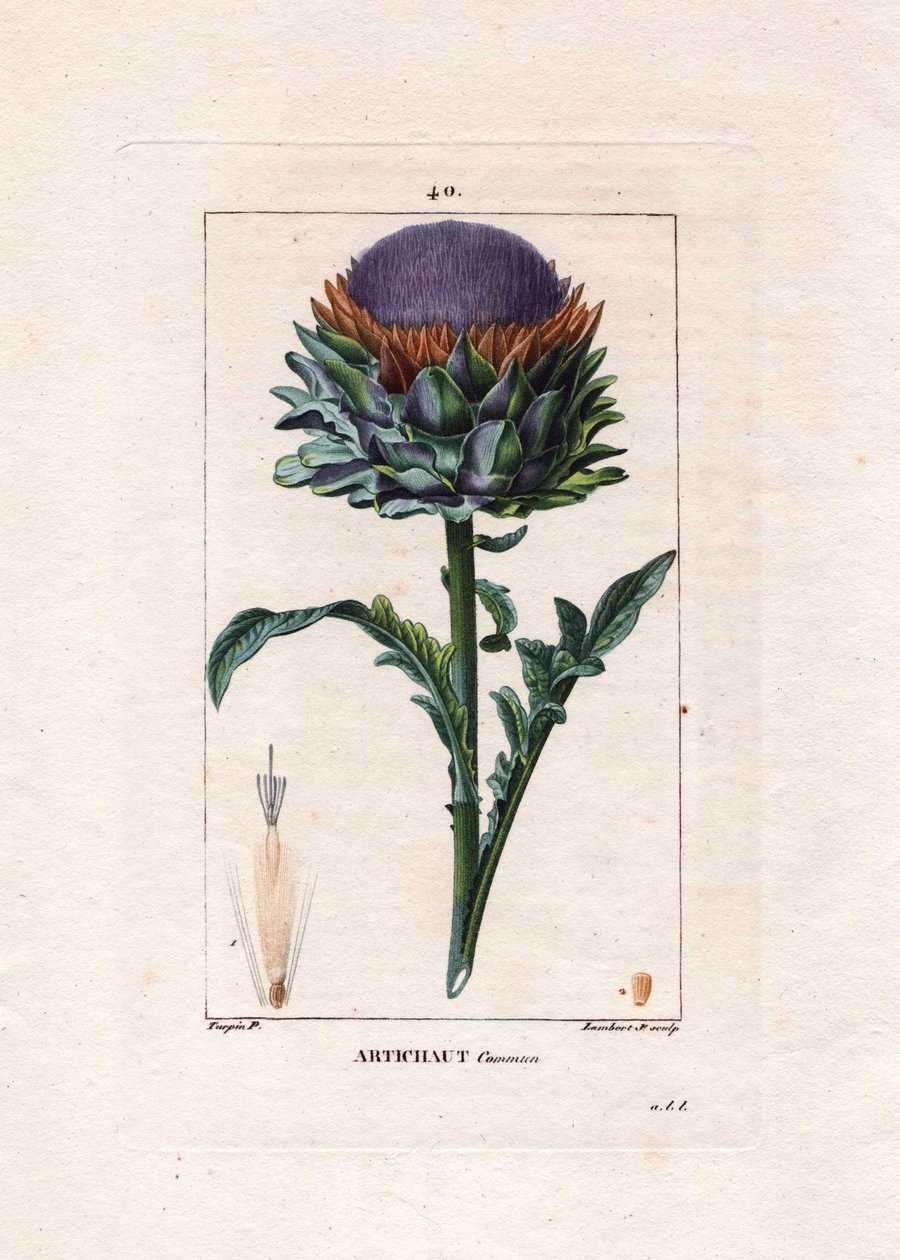 Botanik: enginar - Enginar bitkisi, yaprakları ve çiçeği, Cynara cardunculus. Chaumeton