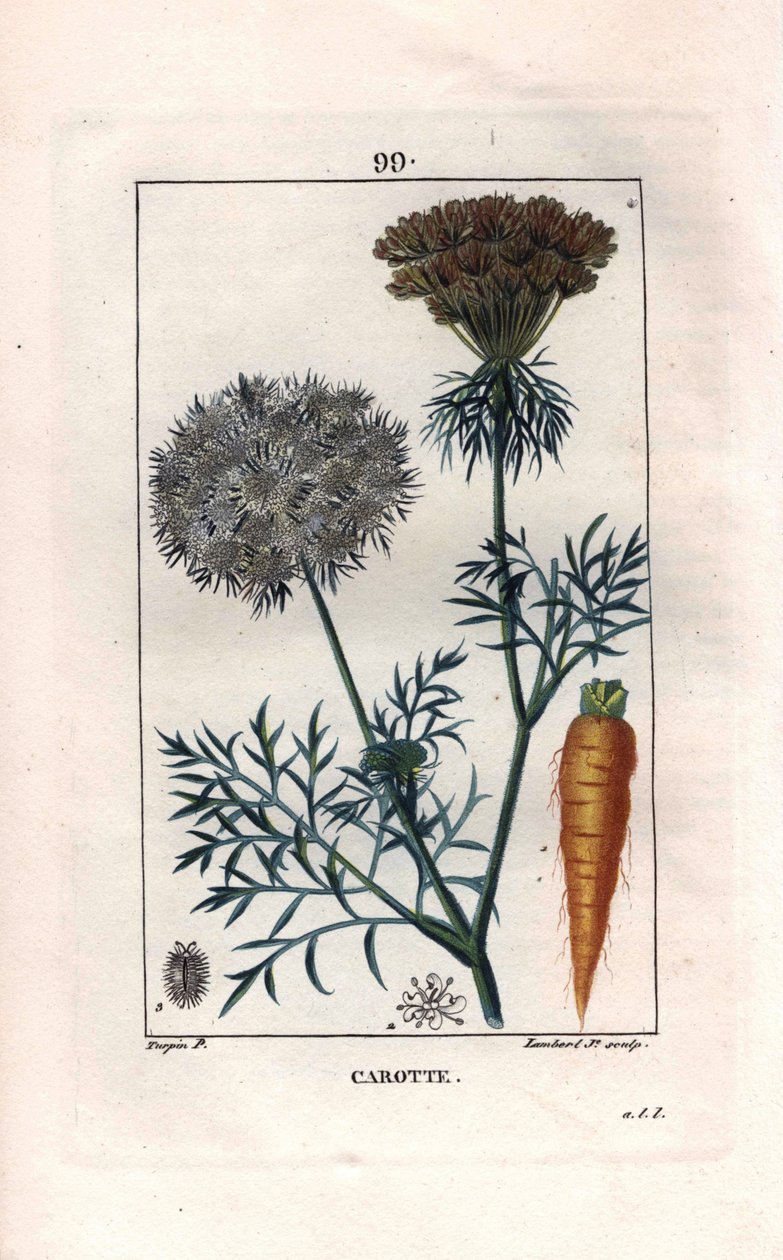 Botanik: havuç - Havuç kökü ve çiçeği, Daucus carota. Chaumeton