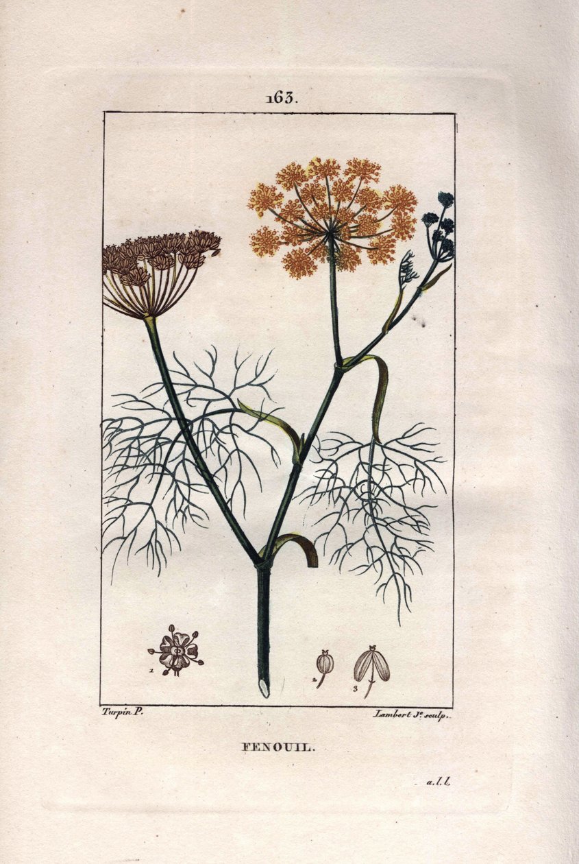 Botanik: Rezene, rezene, Foeniculum vulgare. Chaumeton