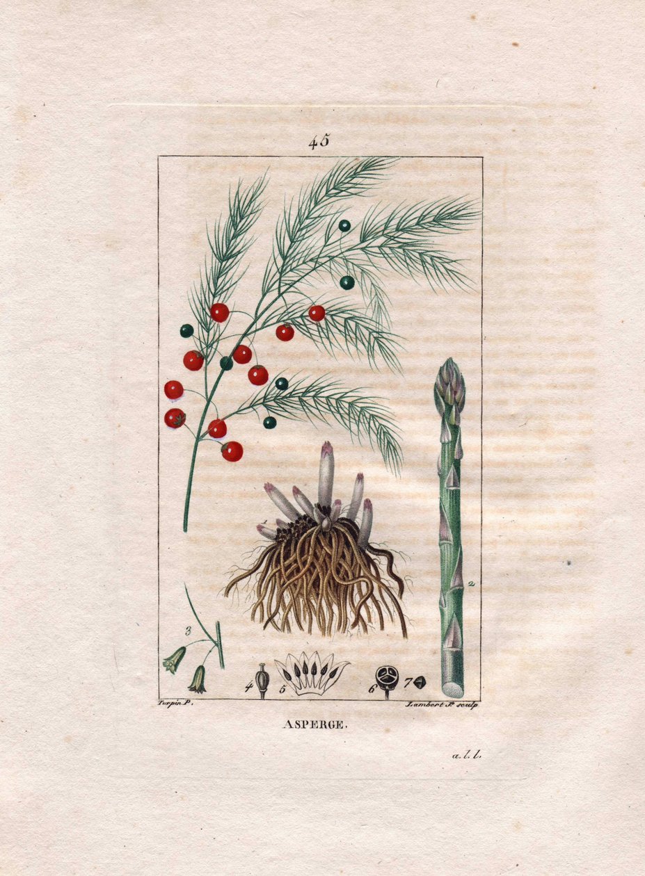 Botanik: kuşkonmaz - Kuşkonmaz kökü, çiçek ve meyve, Kuşkonmaz officinalis. Chaumeton