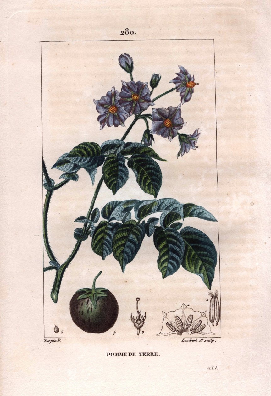 Botanik: patates - Patates bitkisi, çiçekler ve meyveler, Solanum tuberosum. Chaumeton