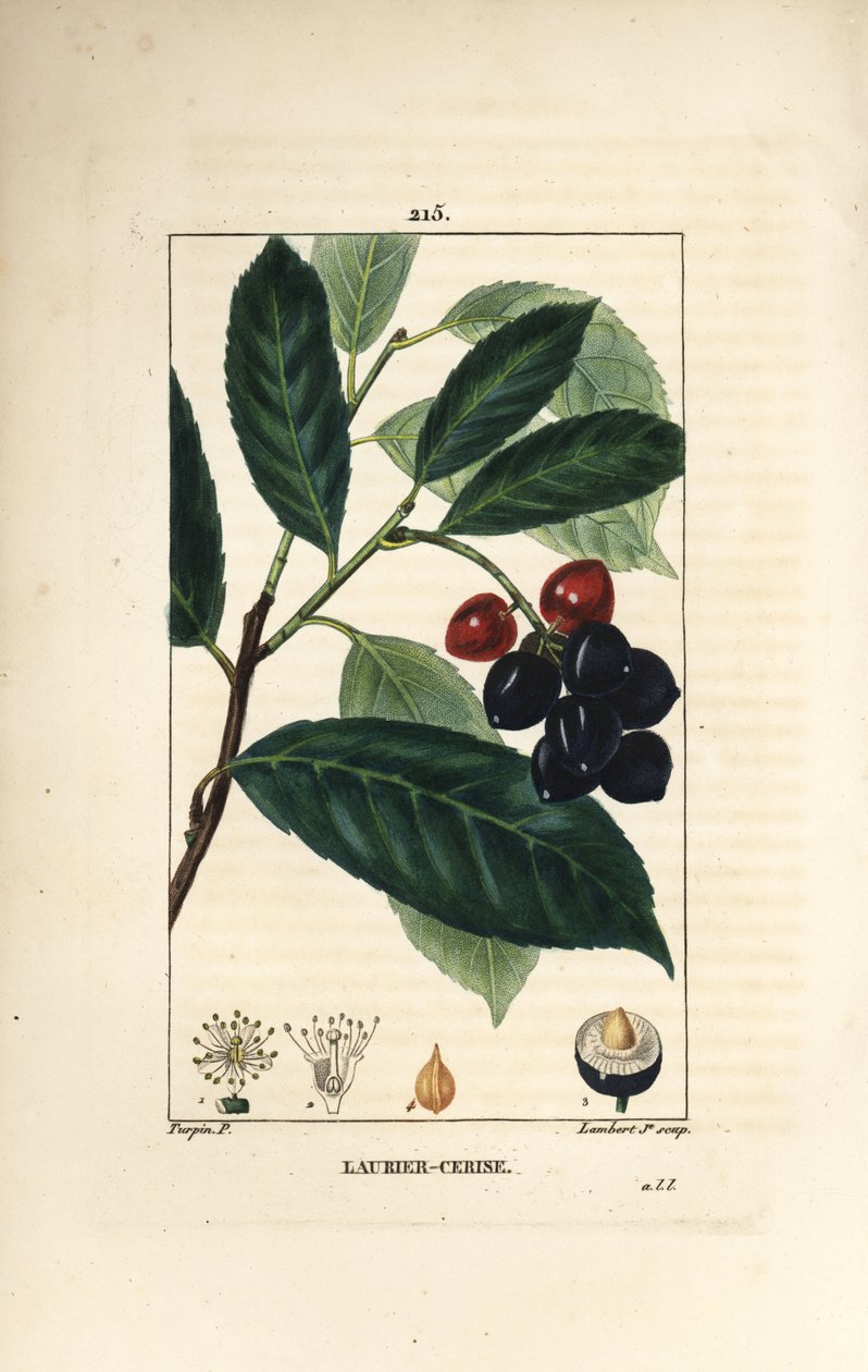 Kiraz defne - Kiraz defne, yaprak, meyve ve tohum ile Prunus laurocerasus. Chaumeton, Poiret ve Chamberet