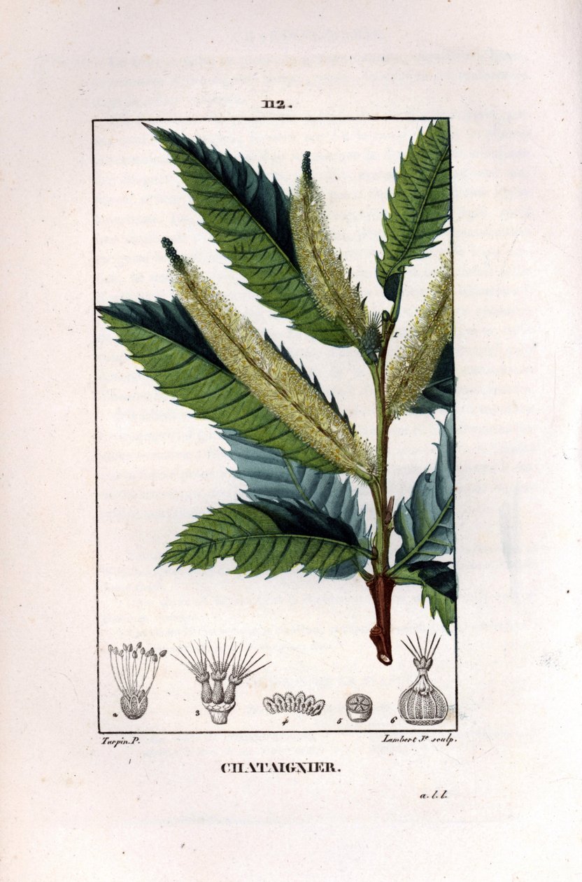 Kestane dalı - Tatlı kestane ağacı, Castanea sylvestris. Chaumeton, Poiret et Chamberet