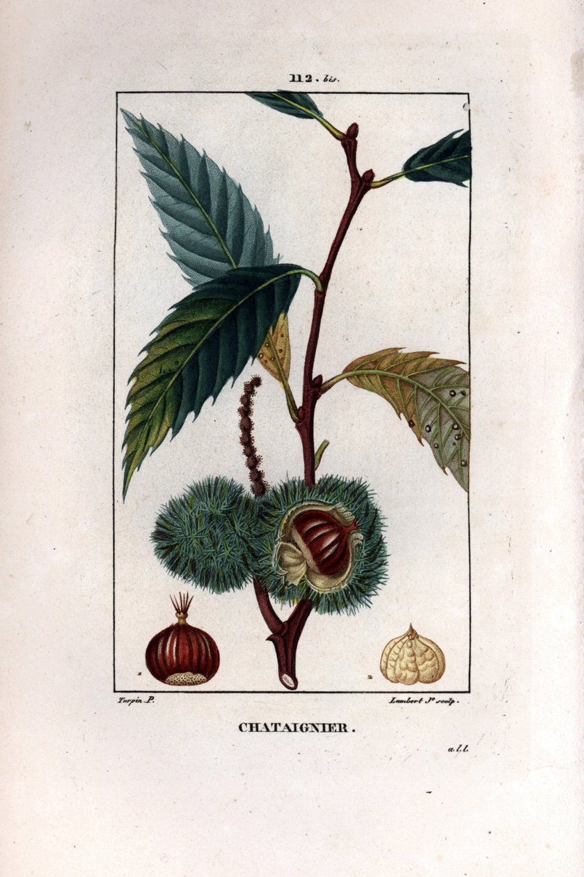 Meyveli kestane dalı (kestane) - Tatlı kestane ağacı, Castanea sylvestris. Chaumeton