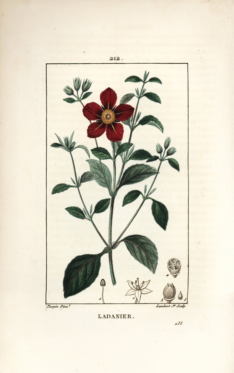 Girit Cistus - Sakız cistus, Cistus creticus. Chaumeton, Poiret ve Chamberet