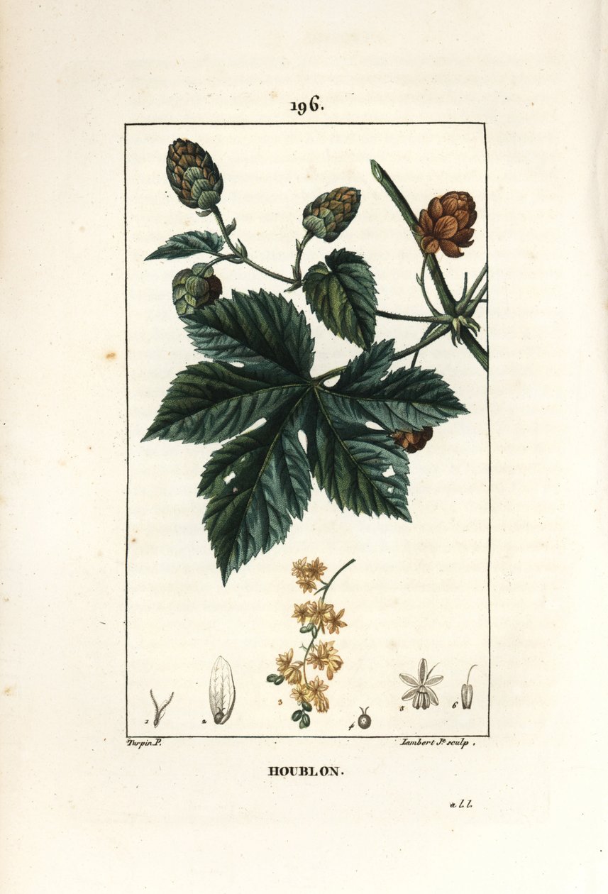 Tırmanma şerbetçiotu - Şerbetçiotu, Humulus lupulus. Chaumeton, Poiret ve Chamberet
