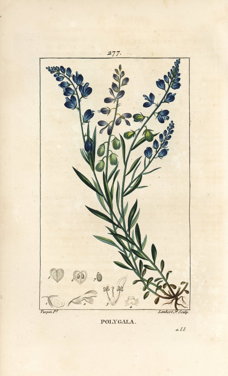 Ortak Milkwort - Milkwort, Polygala vulgaris, çiçek, yaprak, sap ve kök ile. Chaumeton, Poiret ve Chamberet
