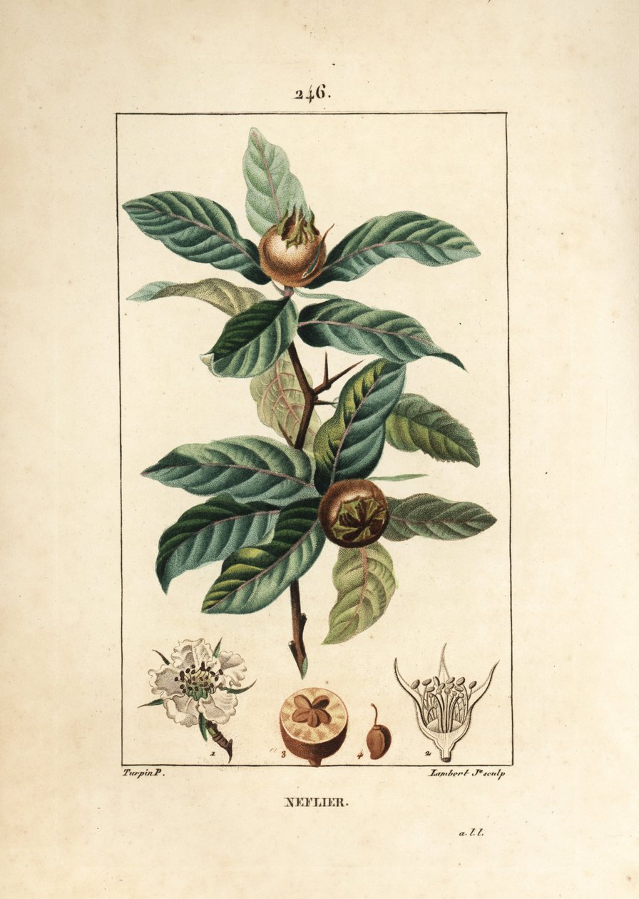 Ortak Neflier - Alman muşmula, Mespilus germanica, yaprak, meyve, tohum ve çiçek ile. Chaumeton, Poiret ve Chamberet