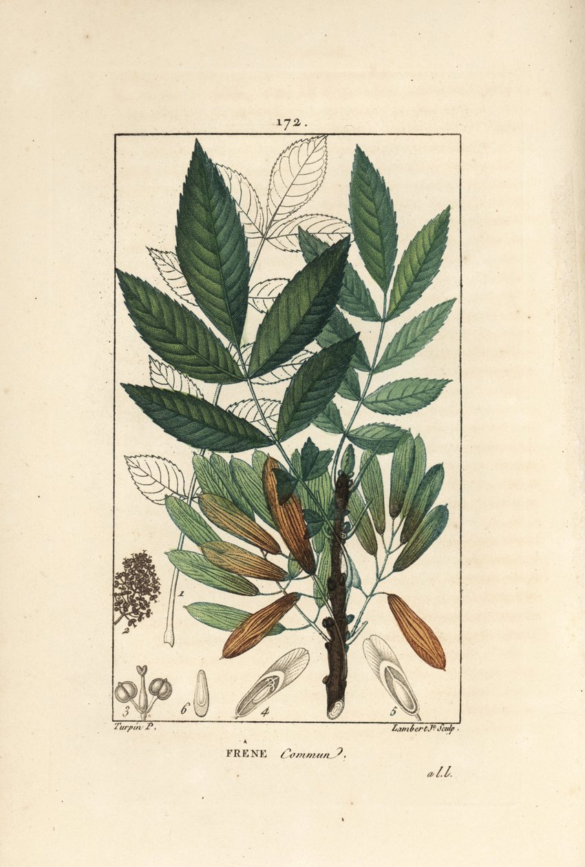 Ortak dişbudak veya kül onbiri - Dişbudak ağacı, Fraxinus excelsior, ana hatlarıyla dal, yapraklar, tohumlar ve yaprak gösterir. Chaumeton