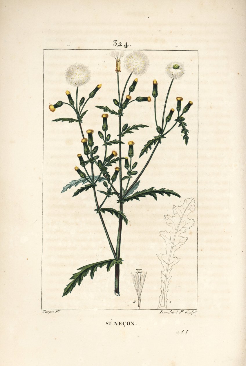 Ortak senecon - Ortak zemin, Senecio vulgaris, çiçek, yaprak, tohum, sap ve yaprak anahatlı. Chaumeton, Poiret ve Chamberet