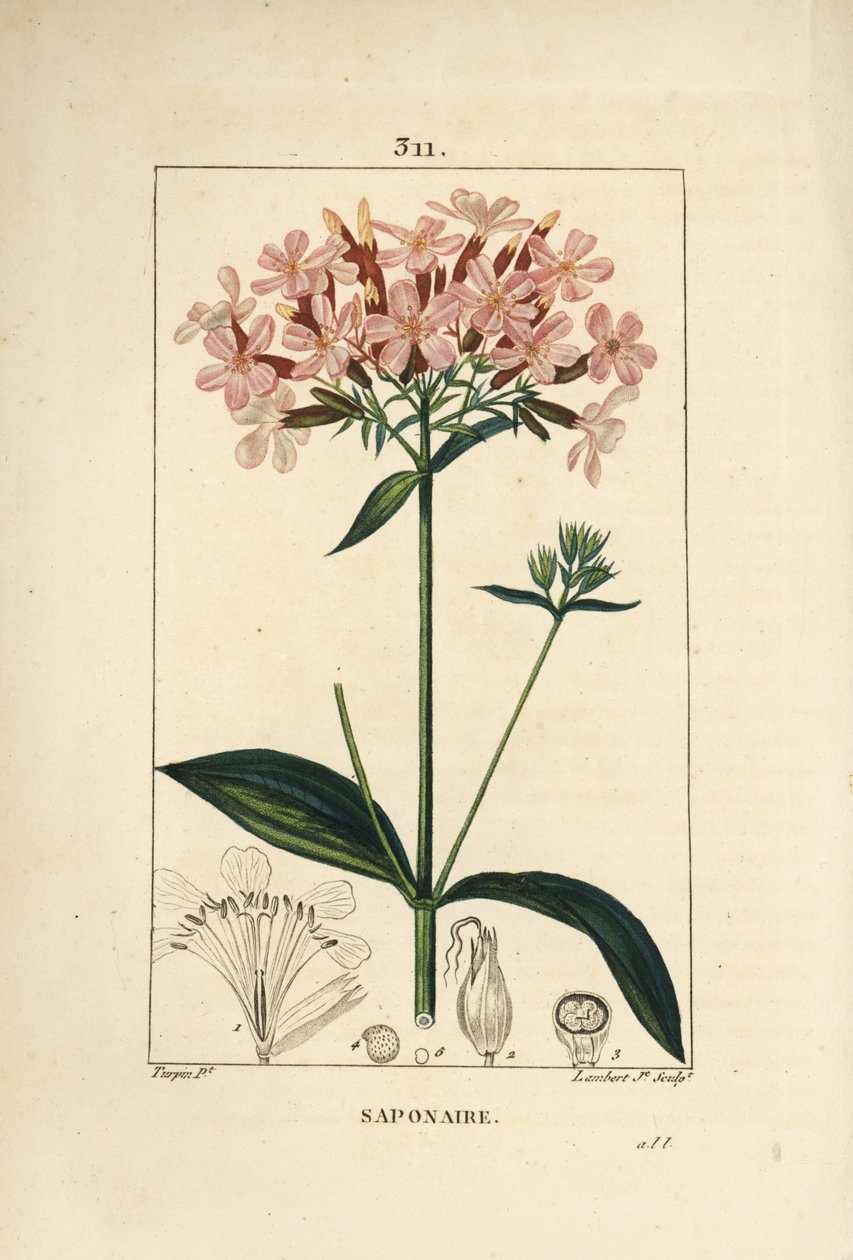 Çiçek, yaprak, gövde ve tohum ile ortak sabun, Saponaria officinalis. Chaumeton, Poiret ve Chamberet
