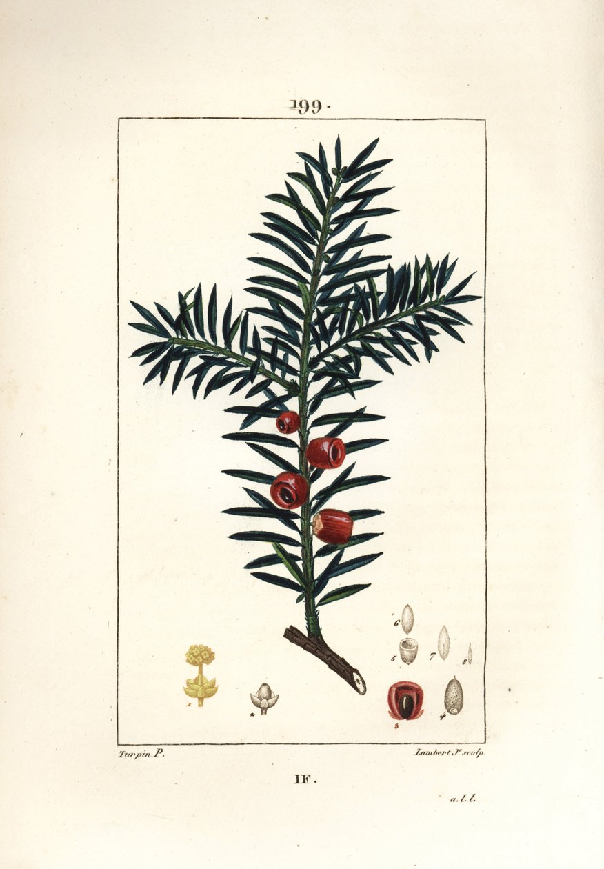Ortak porsuk veya porsuk meyveleri - Porsuk ağacı, Taxus baccata. Chaumeton, Poiret ve Chamberet