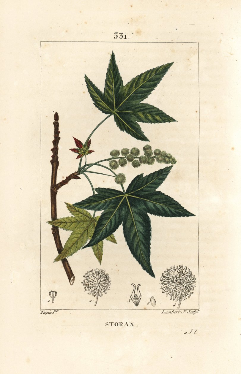 Copalm of America veya Liquidambar - Storax veya sıvı kehribar, Liquidambar styraciflua. Chaumeton, Poiret ve Chamberet