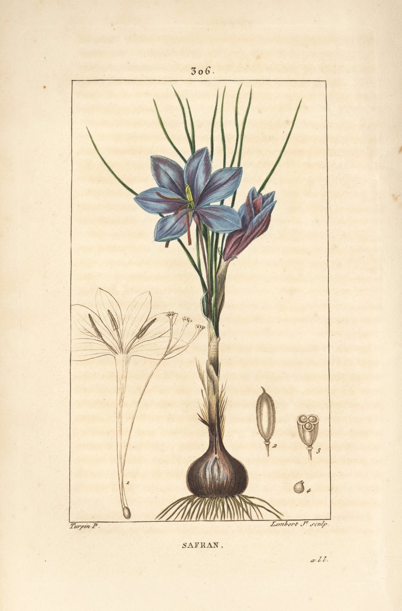 Çiğdem - Safran çiğdem, Çiğdem sativus, çiçek, yaprak, gövde, soğan ve stigma gösteren. Chaumeton, Poiret ve Chamberet'nin "" La Flore Medicale" adlı eserinden Pierre Jean-Francois Turpin'in çiziminden Lambert Junior tarafından elle  by Pierre Jean Francois Turpin