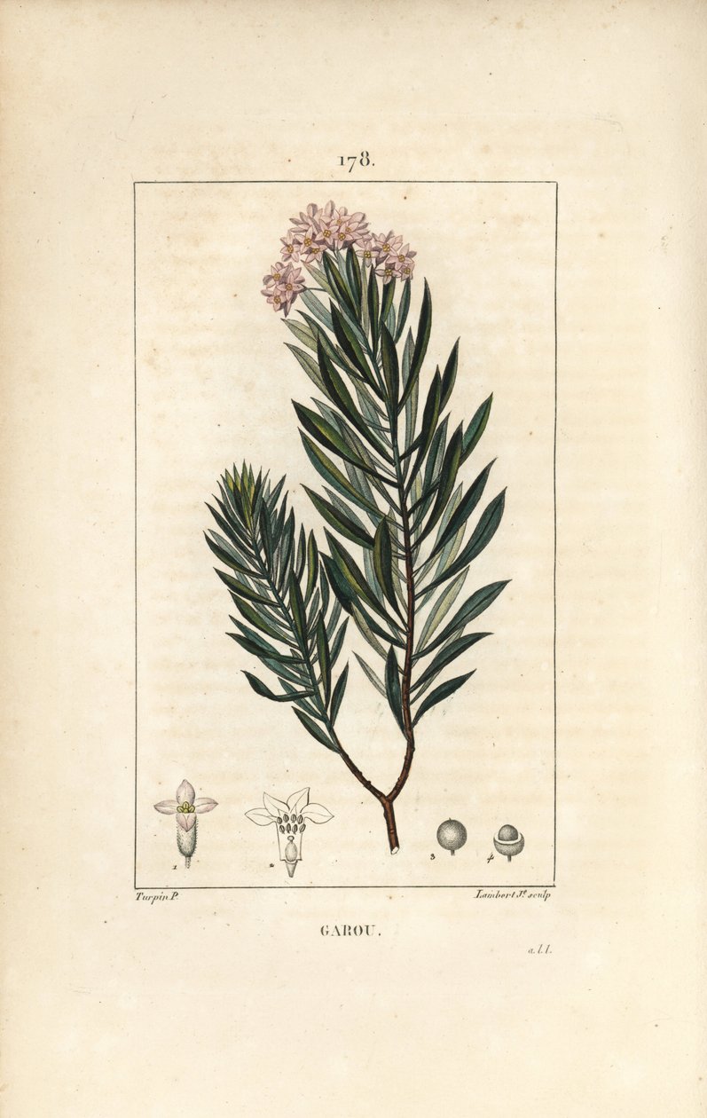 Daphne garou, Kekik veya Saint Bois - Spurge keten, Daphne gnidium. Chaumeton, Poiret ve Chamberet