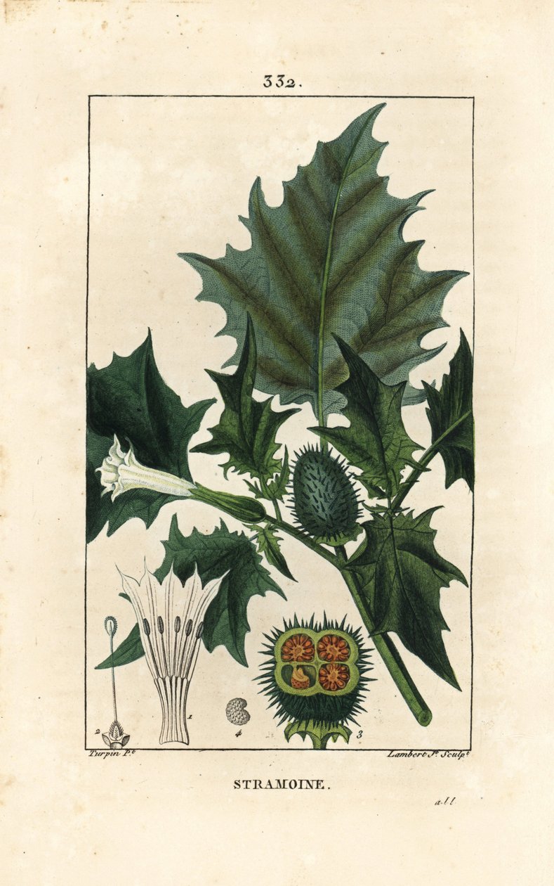 Datura officinal, Stramoine veya dikenli elma - Dikenli elma, loco otu veya jimson otu, Datura stramonium. Chaumeton, Poiret ve Chamberet