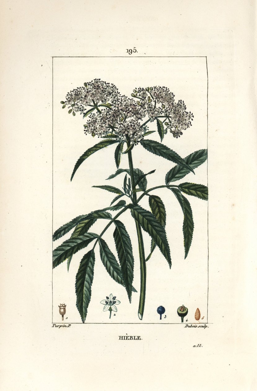 Cüce yaşlı - Cüce yaşlı, Sambucus humilis. Chaumeton, Poiret ve Chamberet