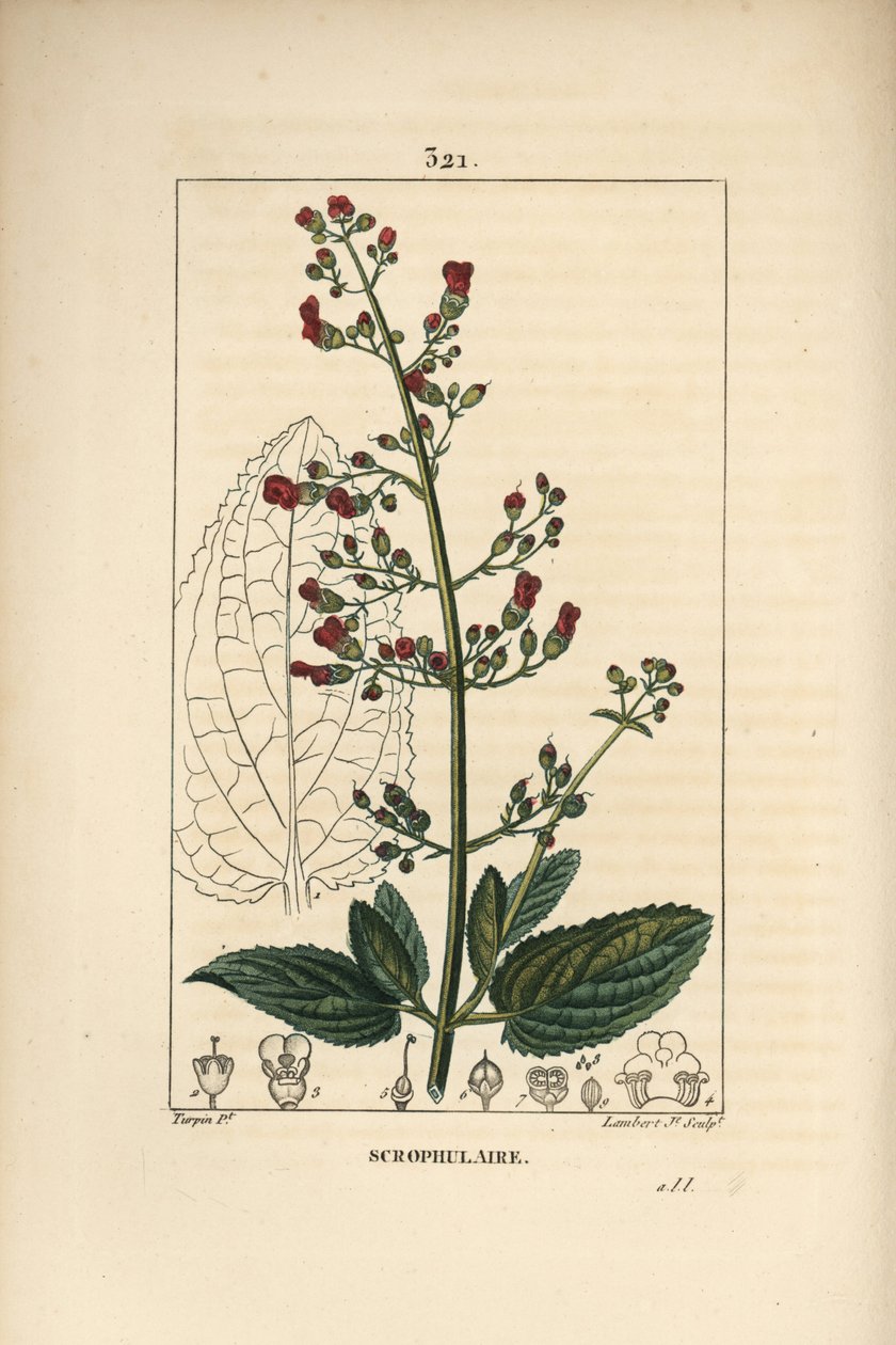 Kulak scrofulary - Su incir, Scrophularia aquatica, çiçek, yaprak, gövde, tohum ve yaprak anahatlı. Chaumeton, Poiret ve Chamberet