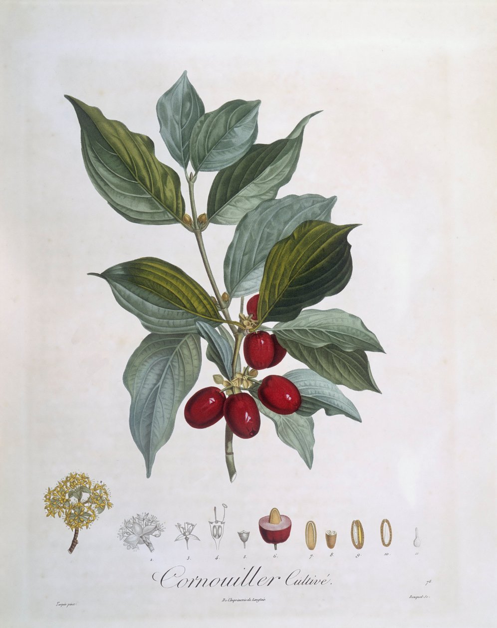 Avrupa Cornel (Cornus mas), Henry Louis Duhamel du Monceau, Pierre Jean Francois Turpin tarafından botanik plaka by Pierre Jean Francois Turpin
