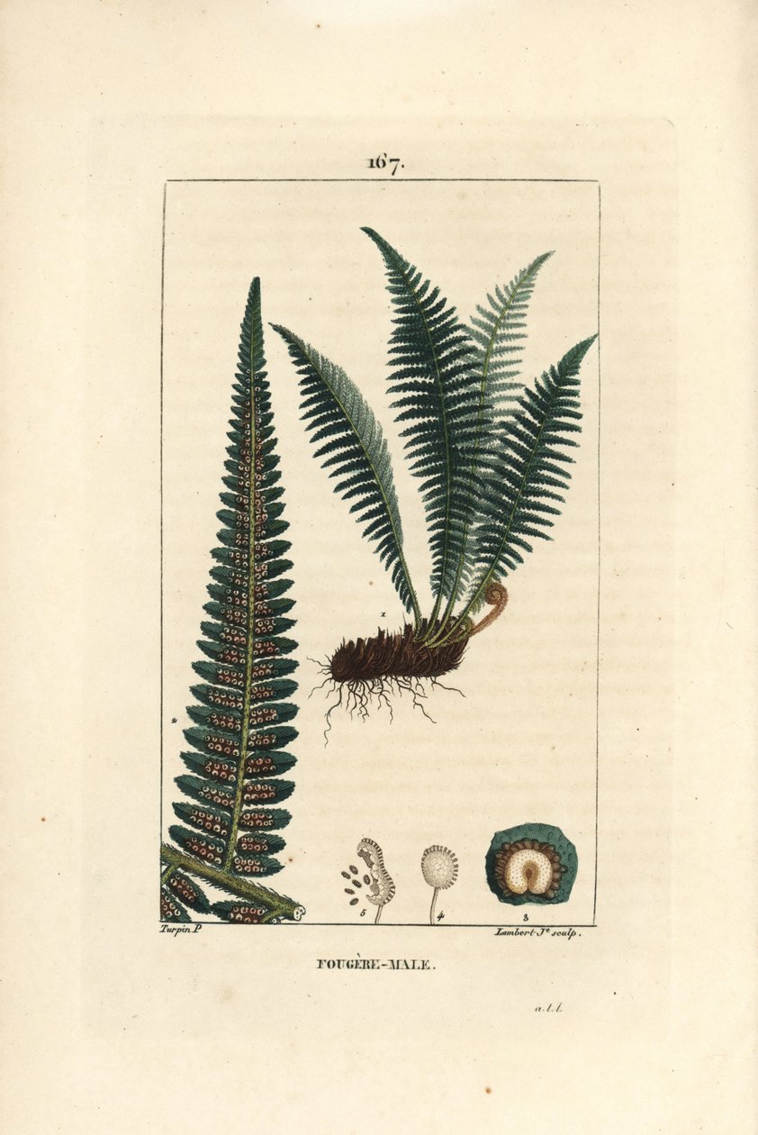 Fergere erkek - Erkek kalkan eğreltiotu, Dryopteris filix-mas. Chaumeton