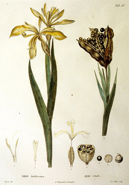 L. J. Allais tarafından oyulmuş Fetid Iris (el renkli gravür) by Pierre Jean Francois Turpin