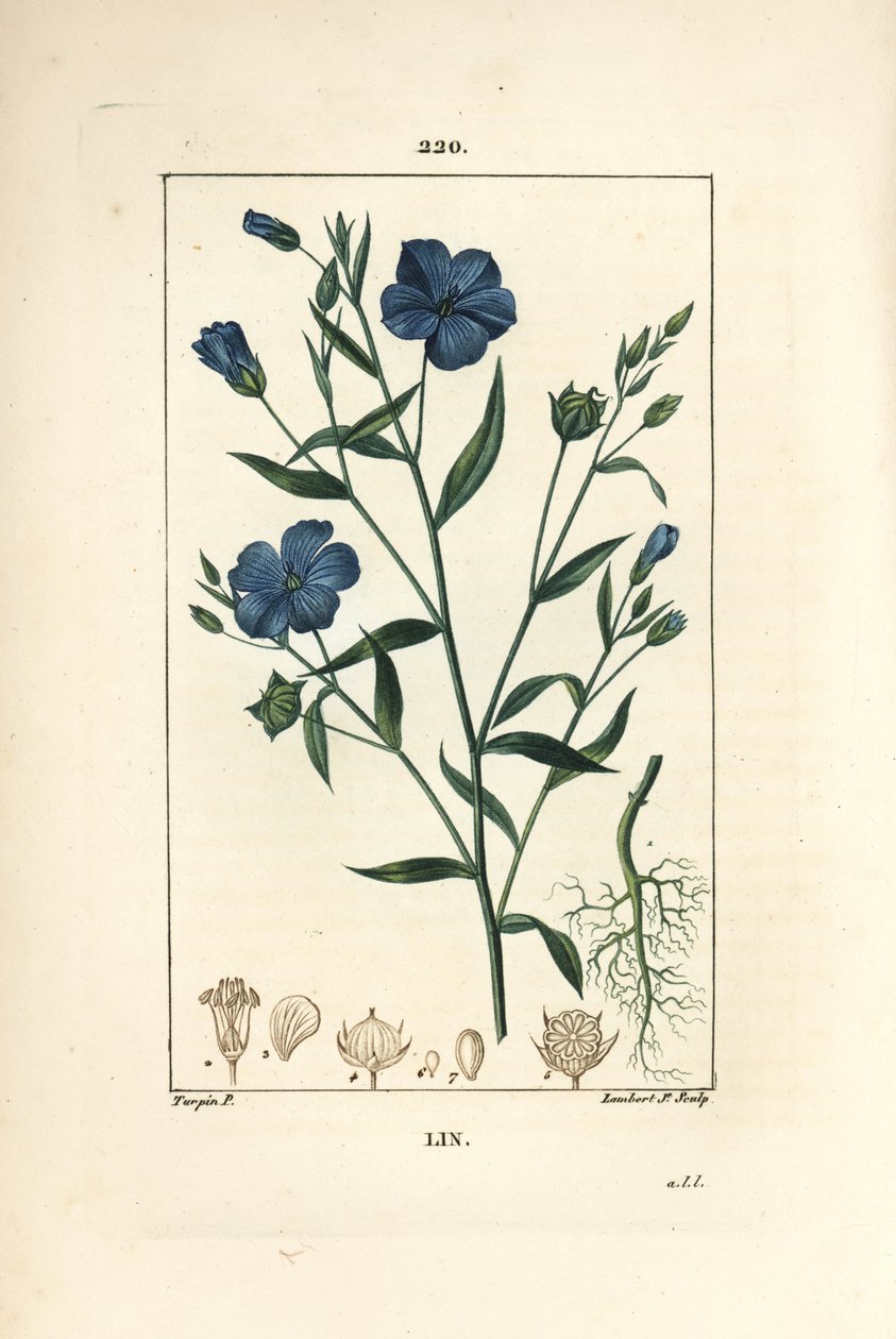 Keten - Keten tohumu, Linum sativum. Chaumeton, Poiret ve Chamberet