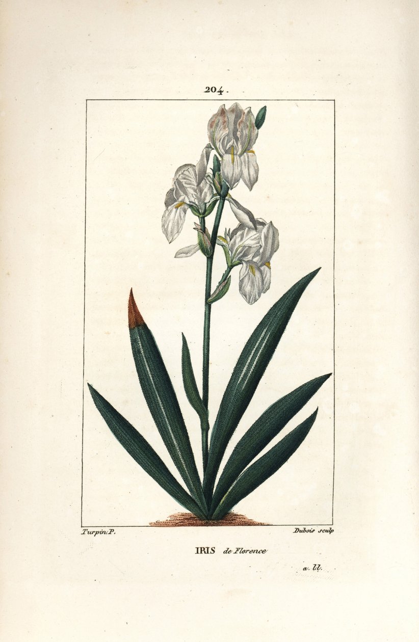 Florentine Iris, Florence Iris - Florentine iris, Iris florentina, çiçek ve yaprak. Chaumeton, Poiret ve Chamberet