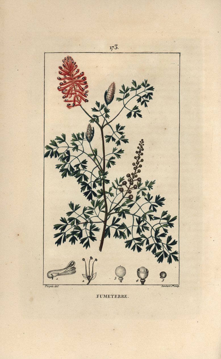 Fumeterre officinale veya Foot de Celine - Fumitory, Fumaria officinalis, çiçekler, yapraklar ve tohumlar gösteriyor. Chaumeton