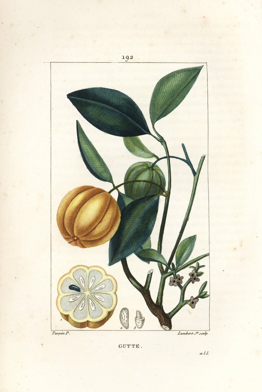 Garcinia gummi gutta veya Malabar Tamarinier, Gambooge, Brindall Bay - Sakız guttae ağacı, Cambogia gutta, meyve, yaprak, çiçek ve meyve bölümünde. Pierre Jean-Francois Turpin