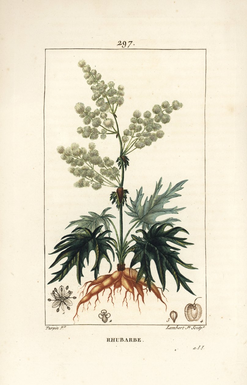 Bahçe raventi - Ravent, Rheum rhabarbarum (Rheum palmatum), çiçek, sap, yaprak, tohum ve kök ile. Chaumeton, Poiret ve Chamberet